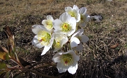 06 I prati sono in fiore. Helleborus Niger...